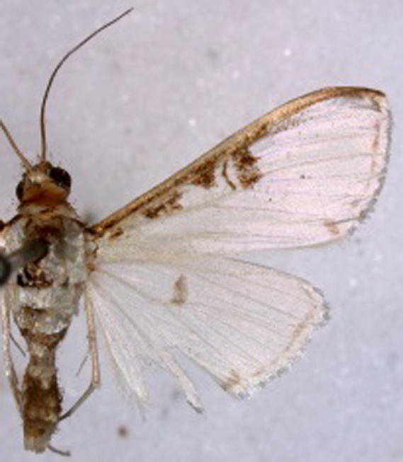Caprinia cirralis Swinhoe