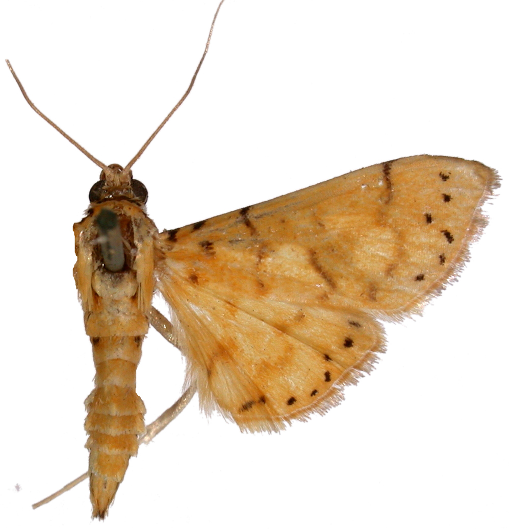 Conogethes clioalis Walker