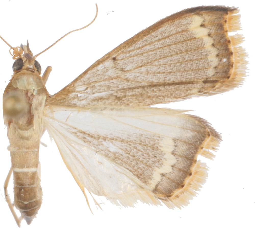 Clupeosoma sp. 2
