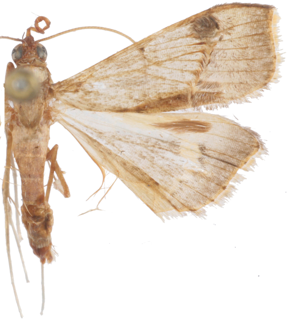 Clupeosoma sp. 3
