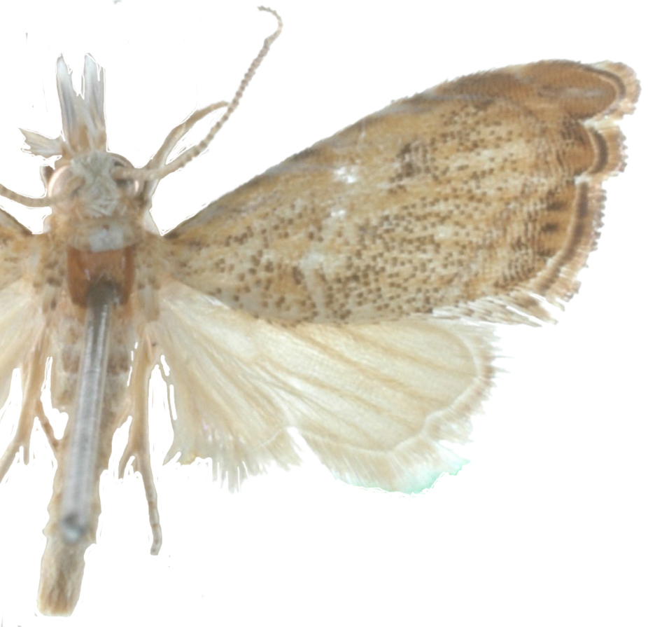 Glaucocharis clytia Bleszynski