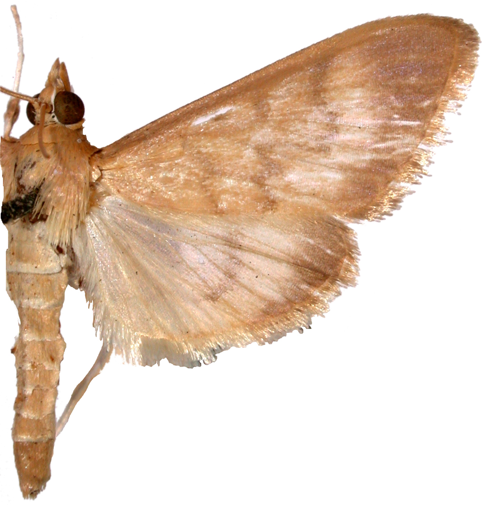 Crypsiptya coclesalis Walker