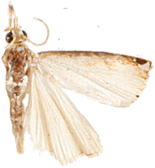 Crambus sp. 1