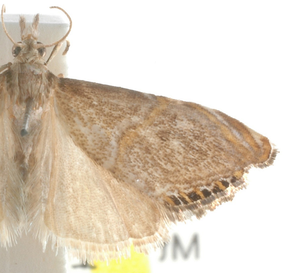 Peniculimius crassus Schouten