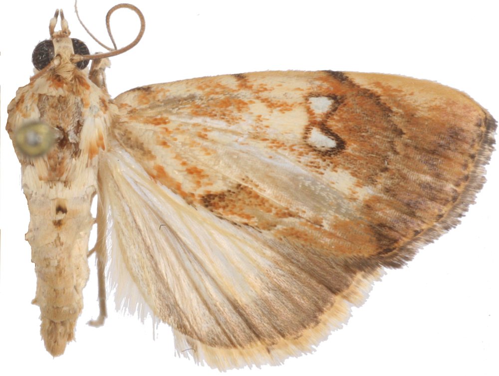 Crocidolomia sp. 1