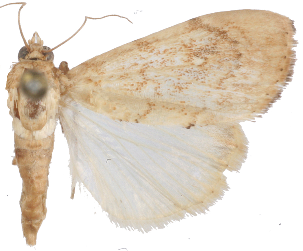 Crocidolomia sp. 2