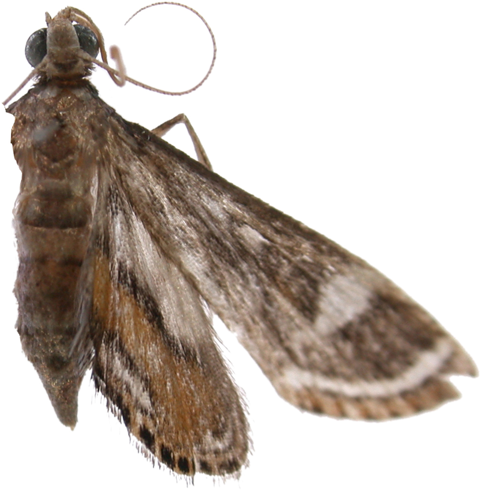 Strepsinoma croesusalis Walker