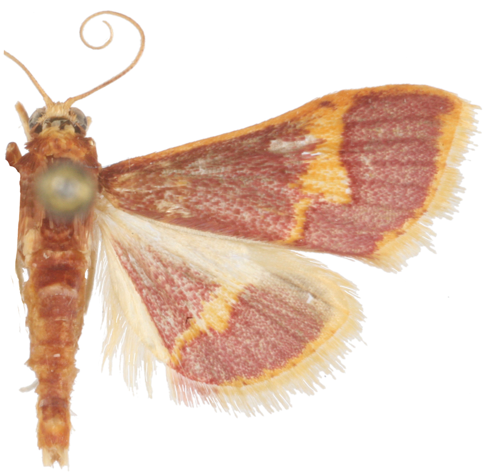 Emphylica cruoralis Warren