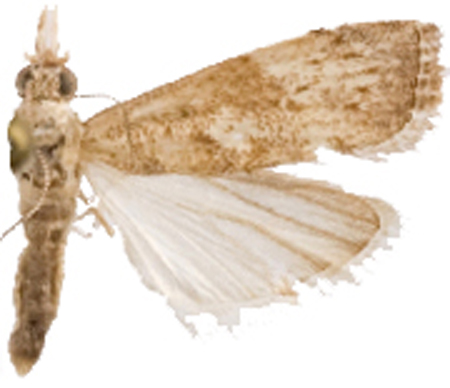 Culladia sp. 1