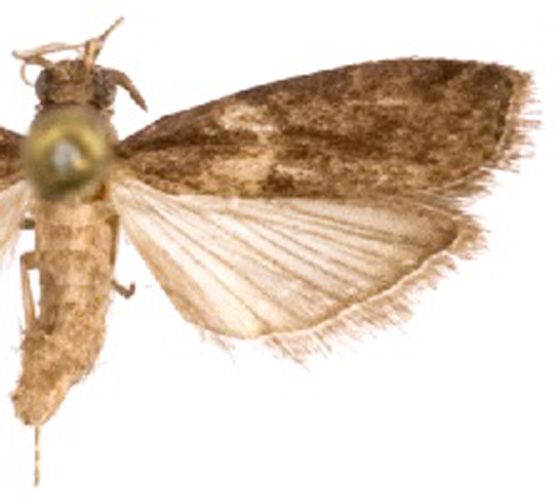 Culladia sp. 2