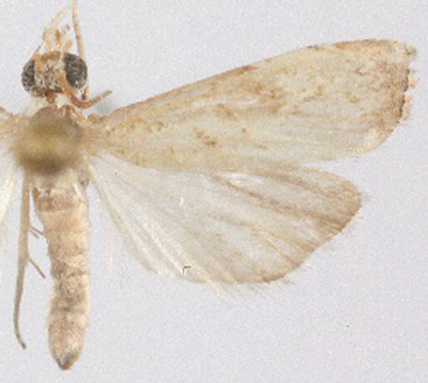 Culladia sp. 3