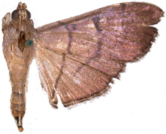 Bacotoma cuprealis Moore