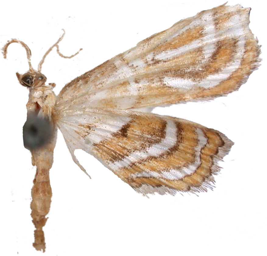 Cymoriza sp. 1 Hampson