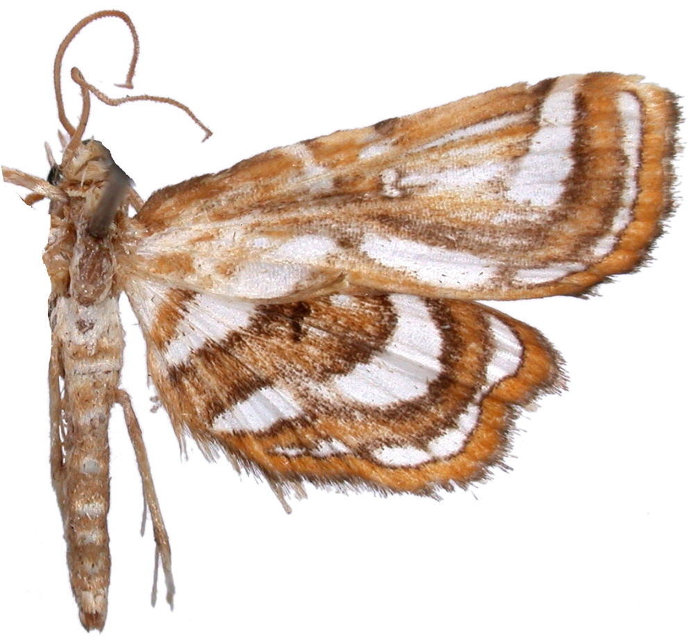 Cymoriza sp. 2
