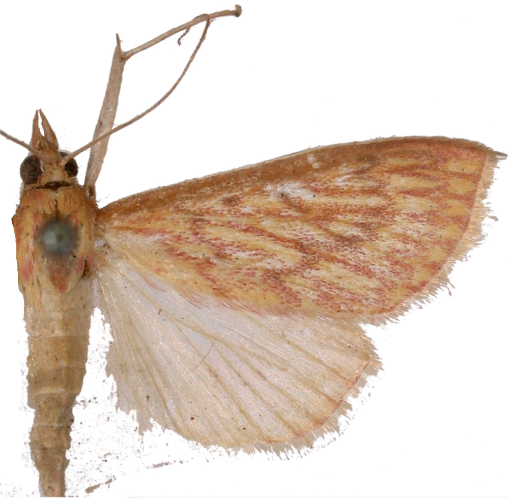 Paliga damastesalis Walker