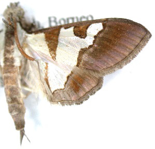 Dausara marginalis Moore