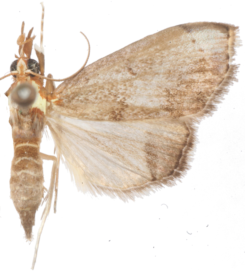 Deanolis Sp. 1