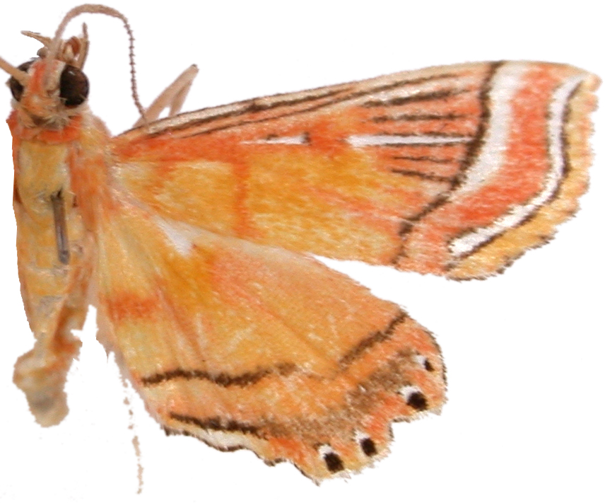 "Ambia" decoralis Snellen