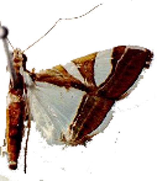 Agrioglypta deliciosa Butler
