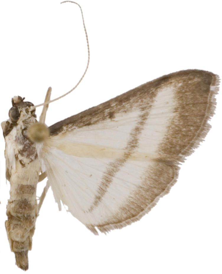Bradina diagonalis Guenée