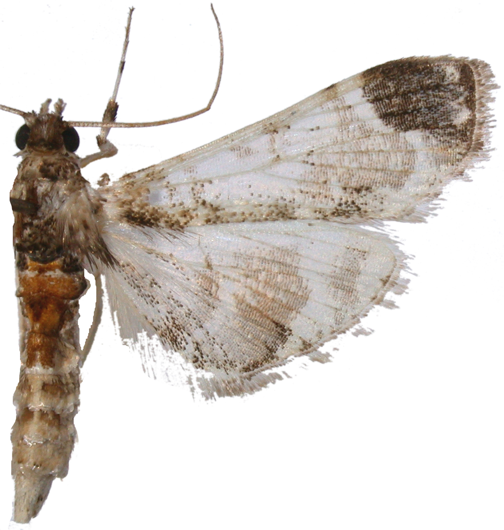 Analyta diaphana Hampson
