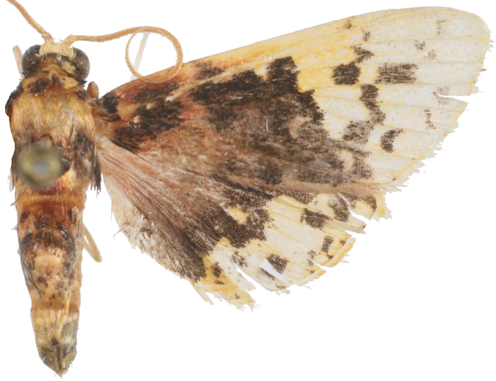 Noctuelia dichroalis Hampson