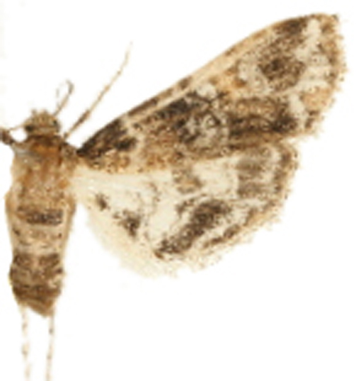 Elophila difflualis Snellen
