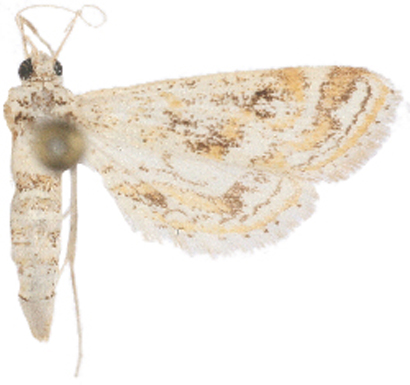 Parapoynx diminutalis Snellen