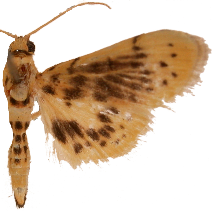 Conogethes diminutiva Warren