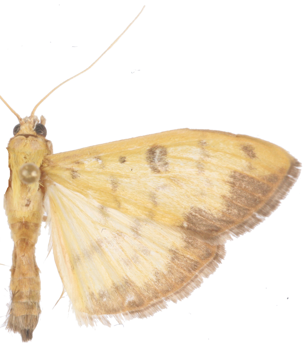Botyodes diniasalis Walker