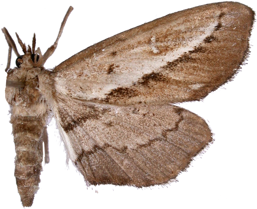 Burathema divisa Walker