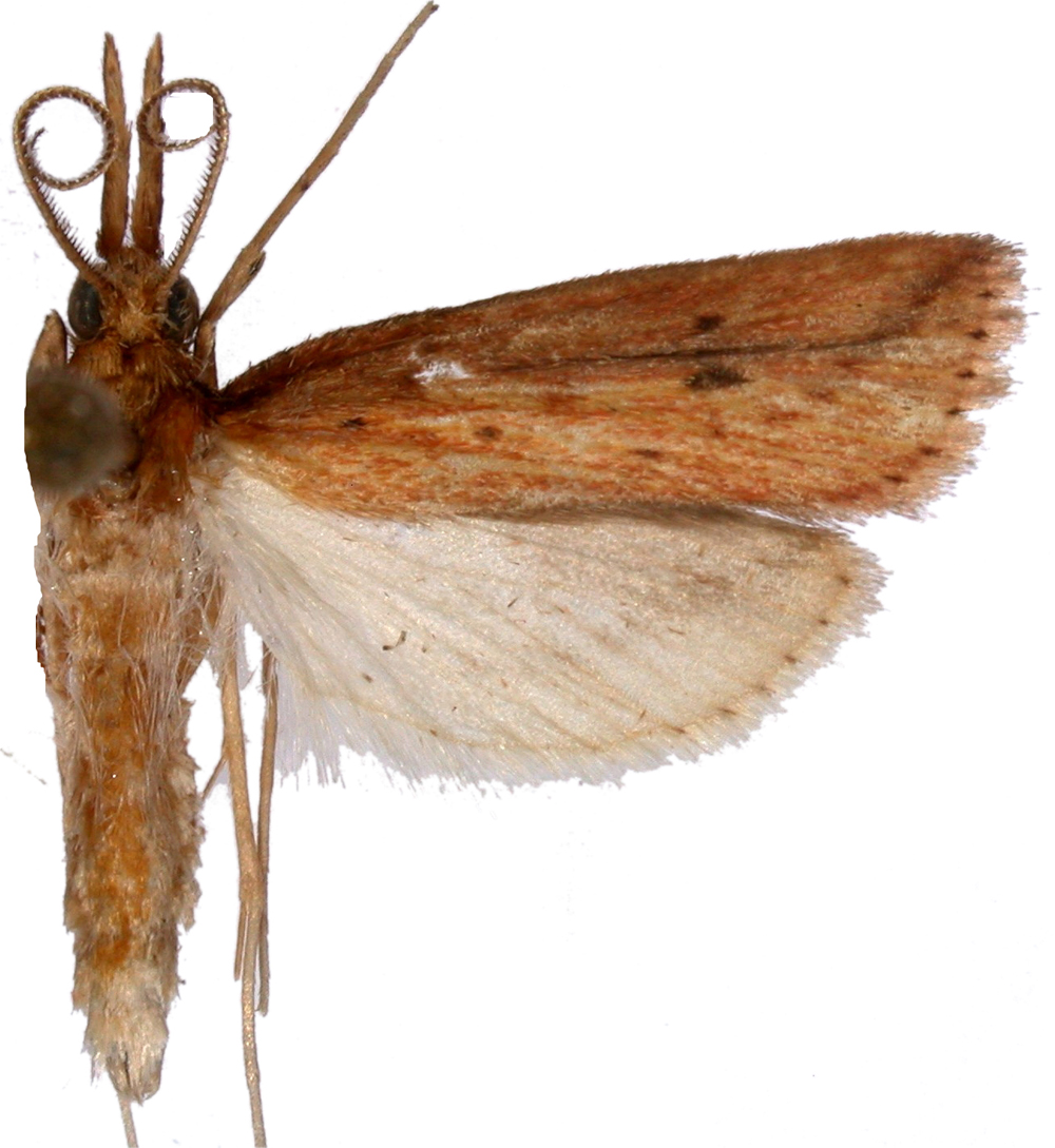 Donacaula dodatellus Walker