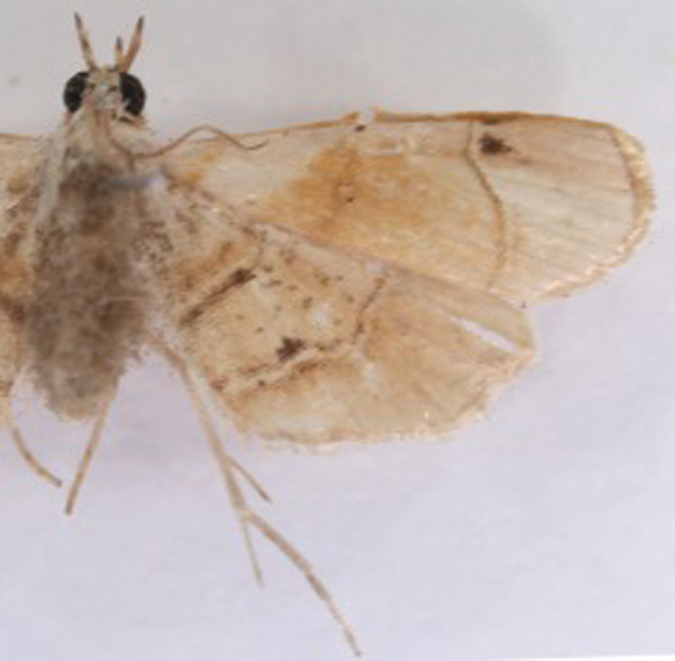 Hendecasis duplifascialis Hampson
