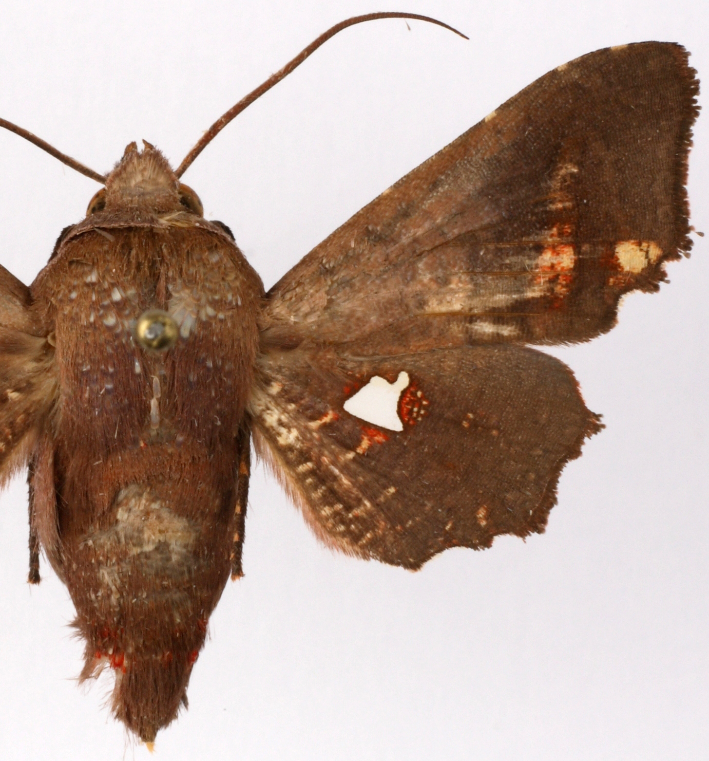Dysodia sp. 14