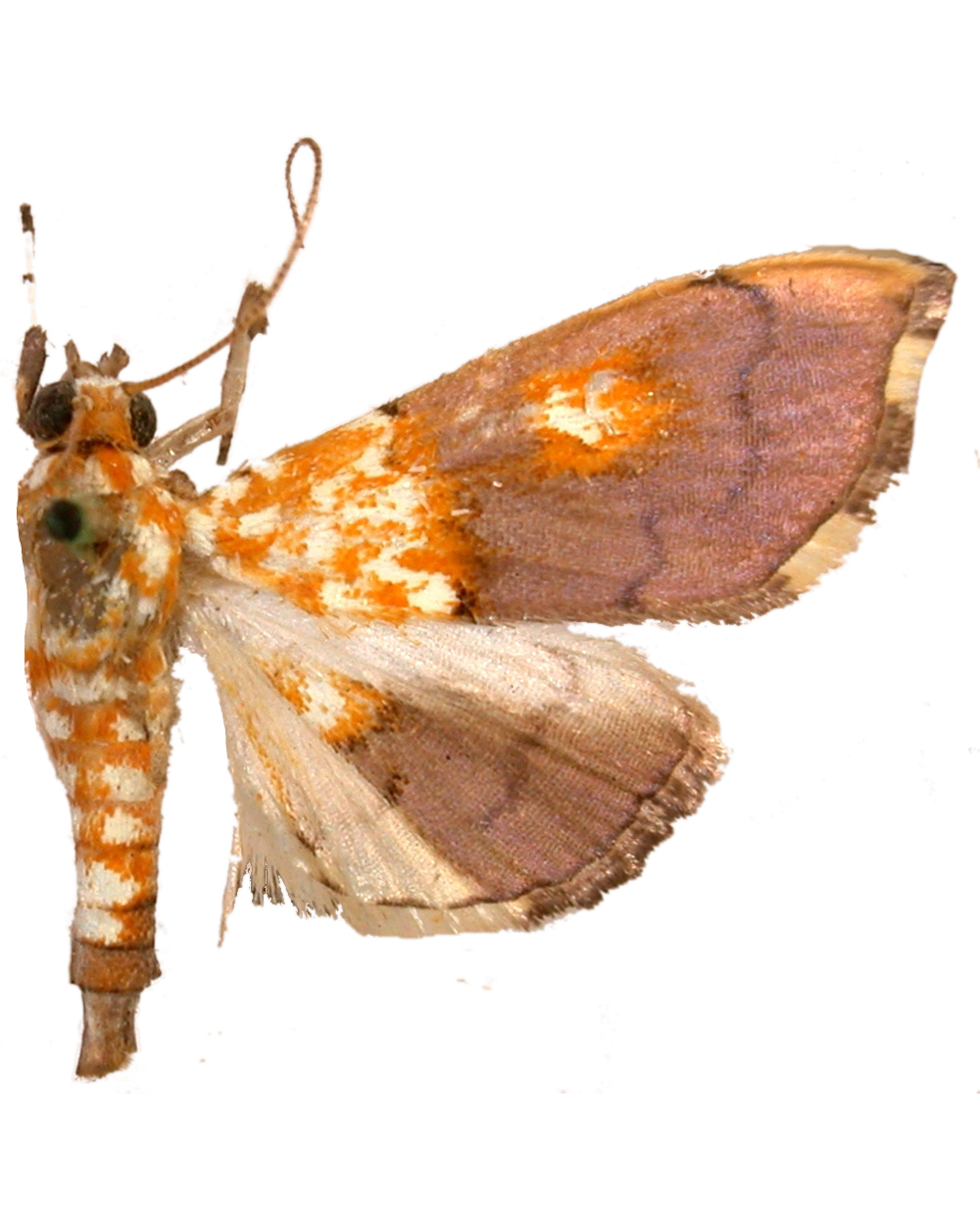 Agrotera effertalis Walker