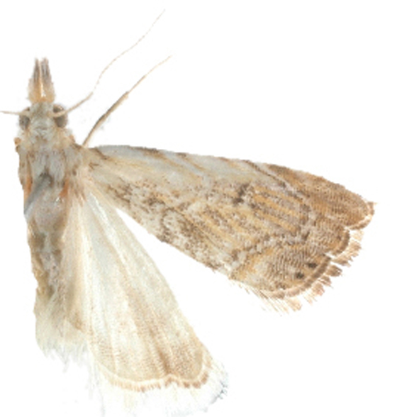 Glaucocharis elegantella Shaffer-Gaskin MS