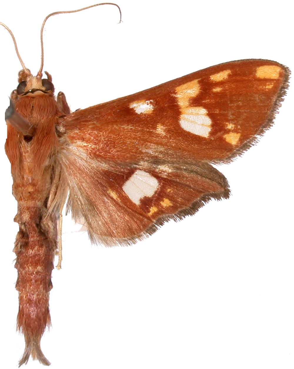 Chalcidoptera emissalis Walker