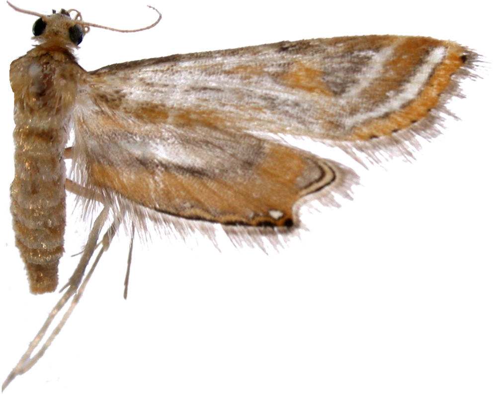 Eristena endosaris Meyrick