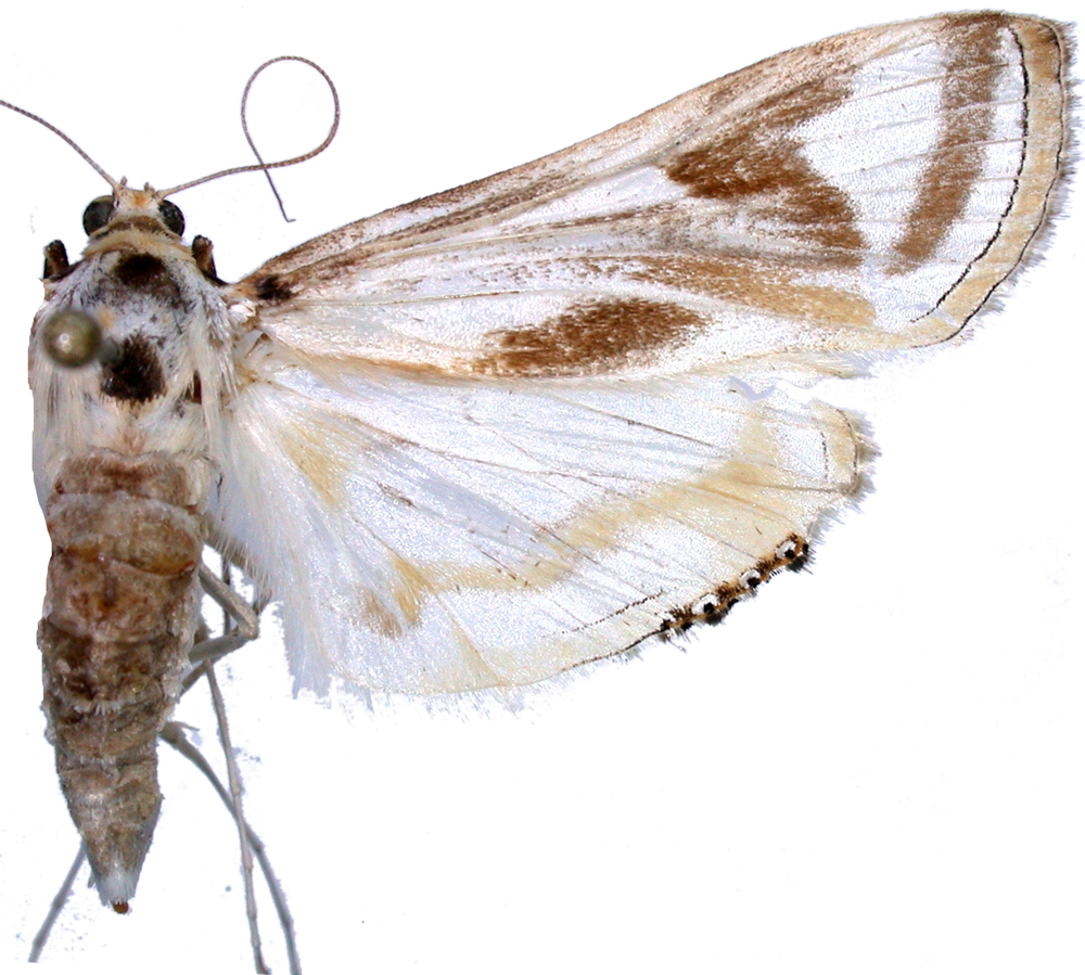 Eoophyla sp. 1