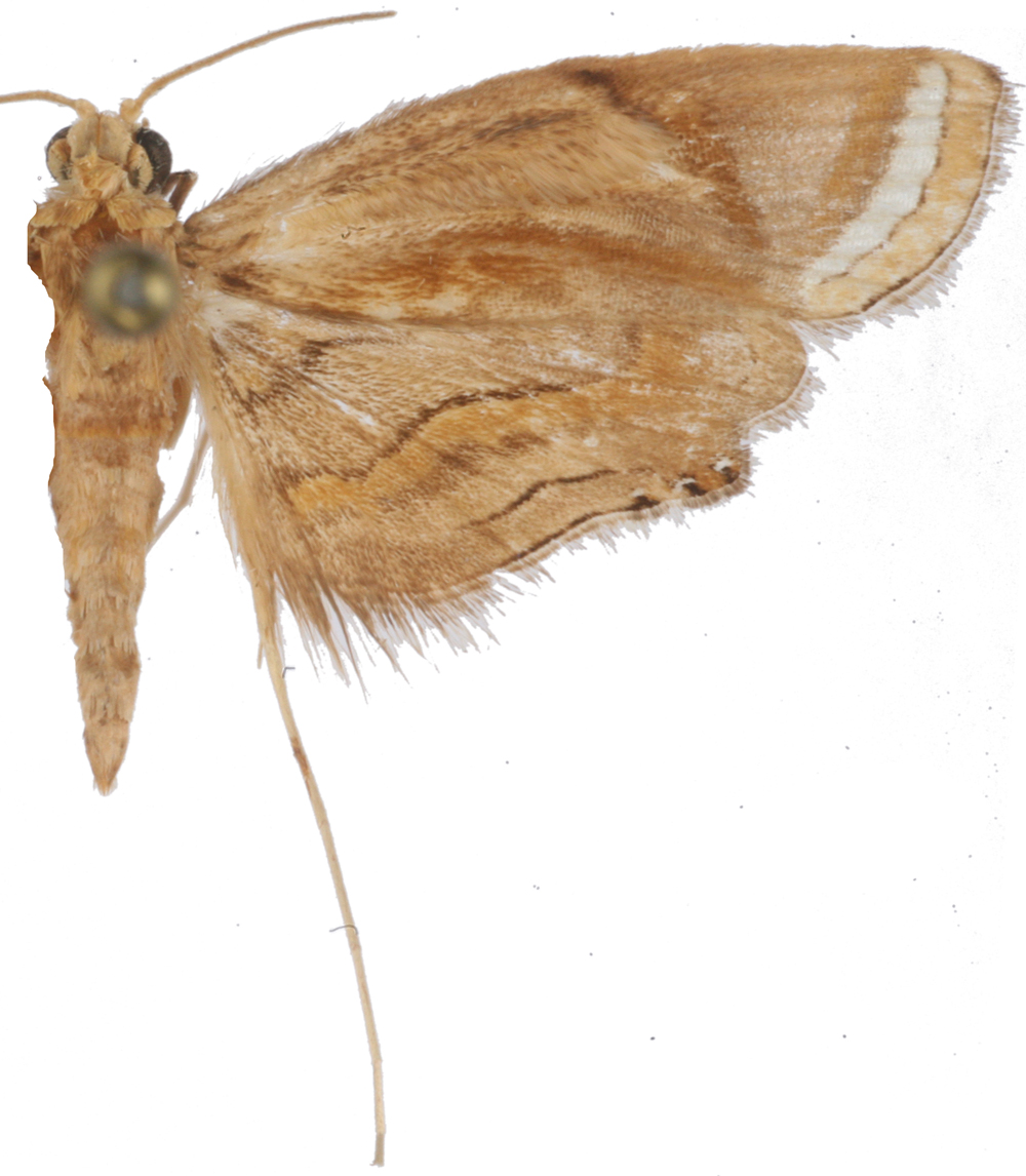 Eoophyla plicatalis Walker