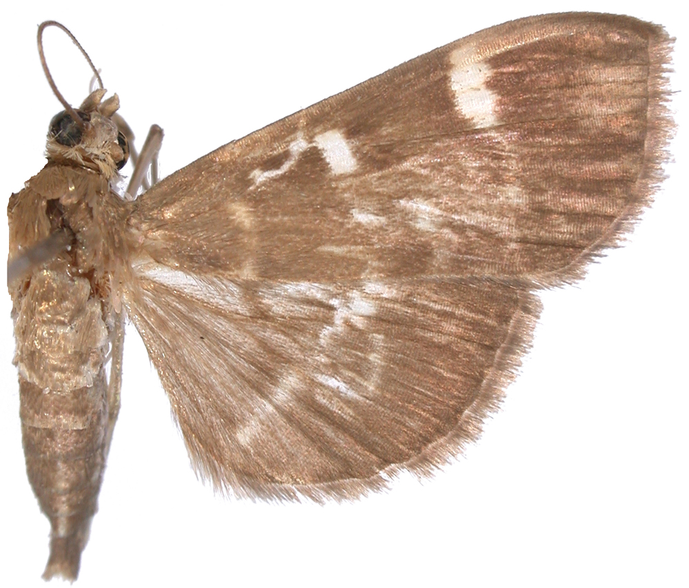 Authaeretis eridora Meyrick