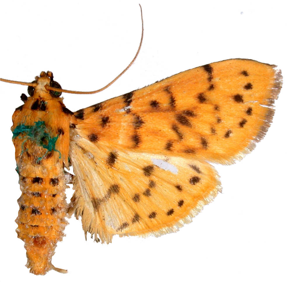 Conogethes ersealis Walker