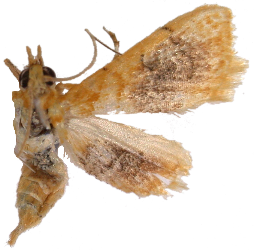 Mabra eryxalis Walker