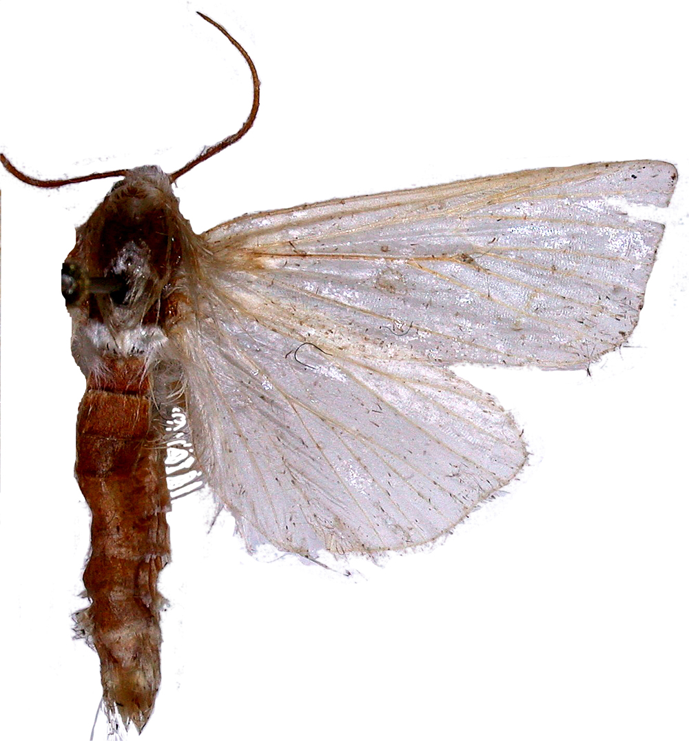 Eschata sp. 1