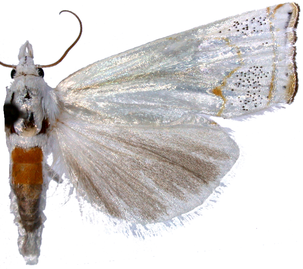 Eschata sp. 4