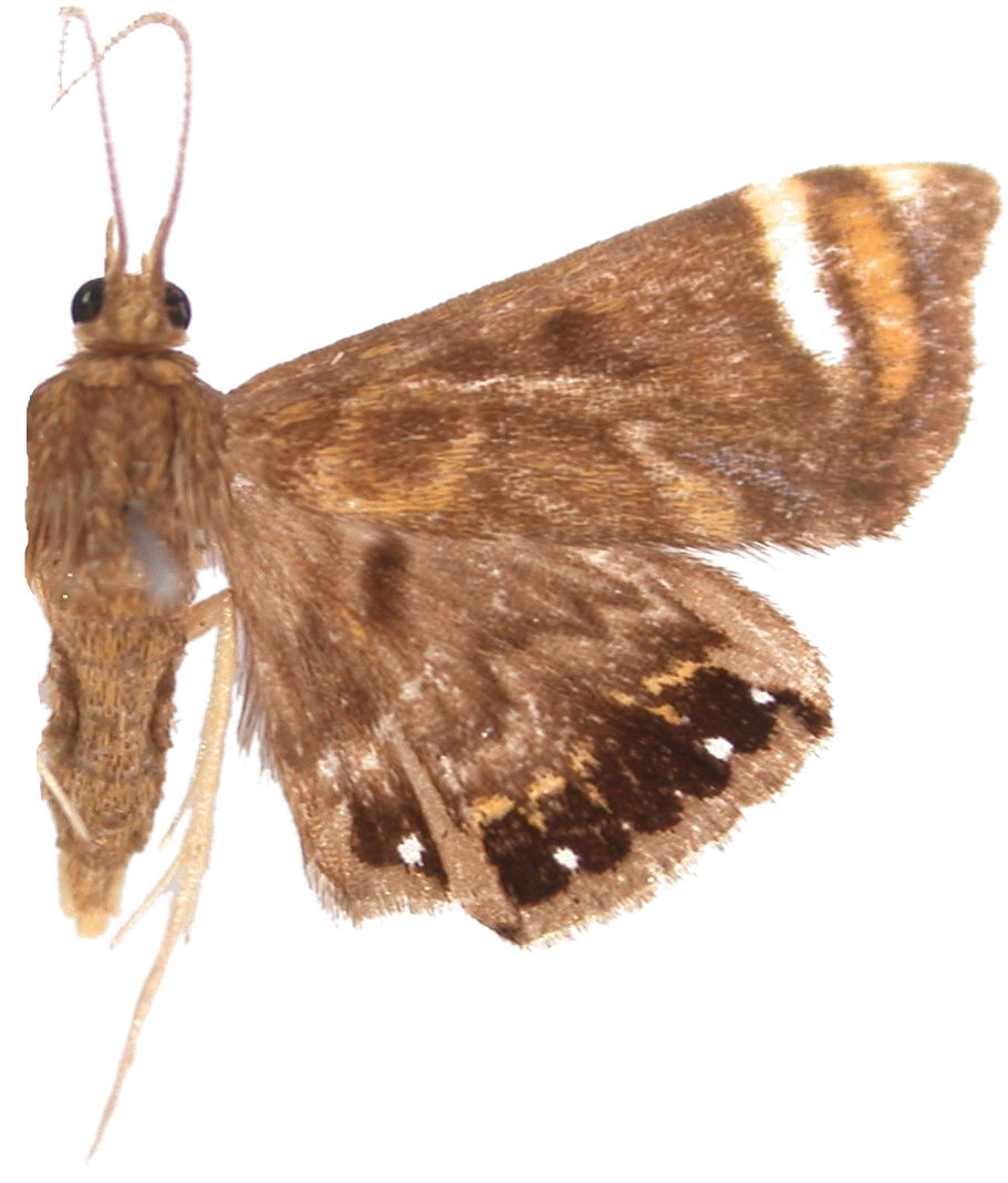 Eugauria sp. 1
