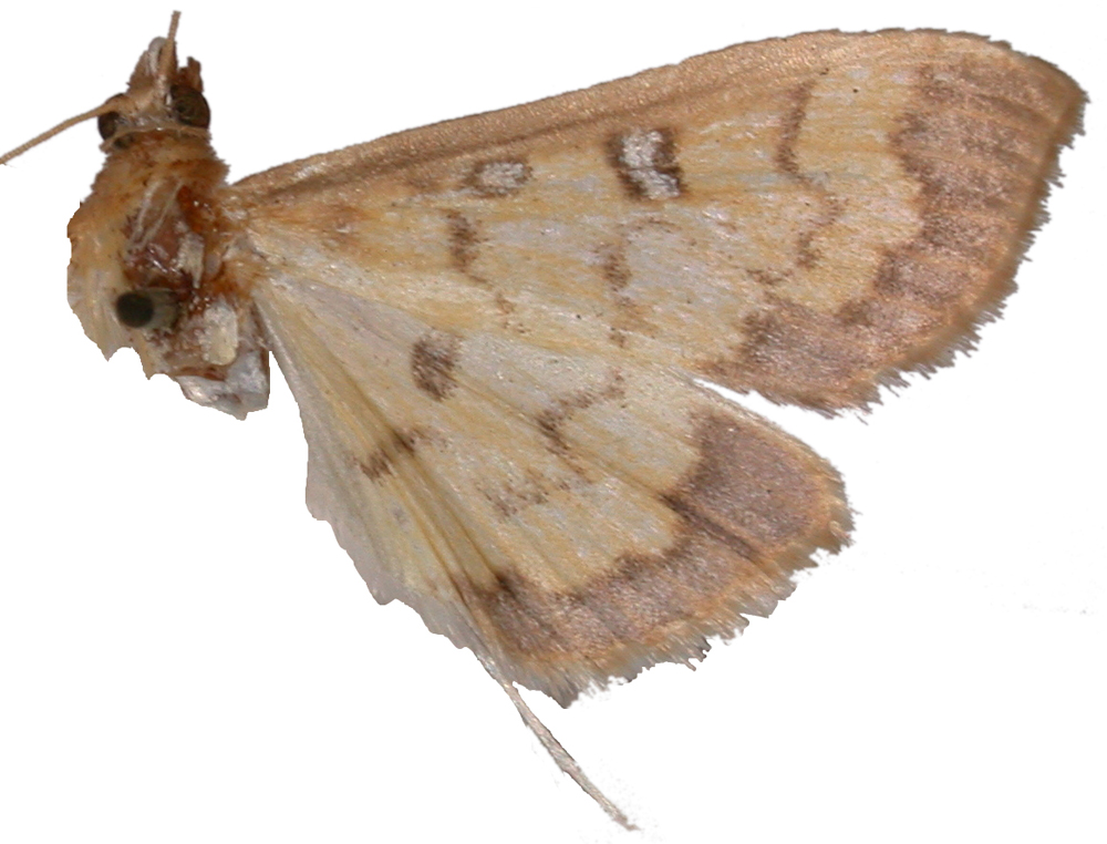 Botyodes euryphaea Meyrick