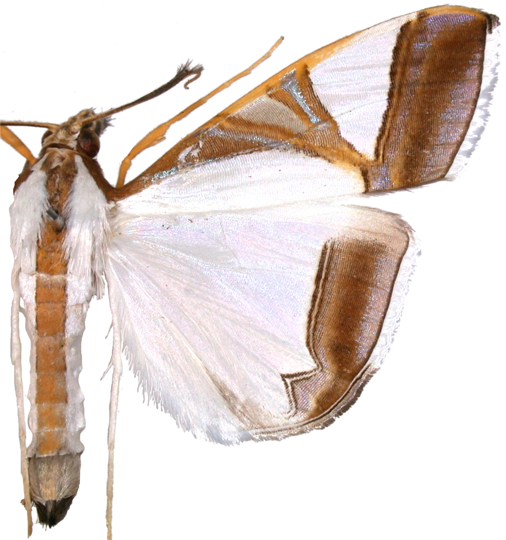 Agrioglypta eurytusalis Walker