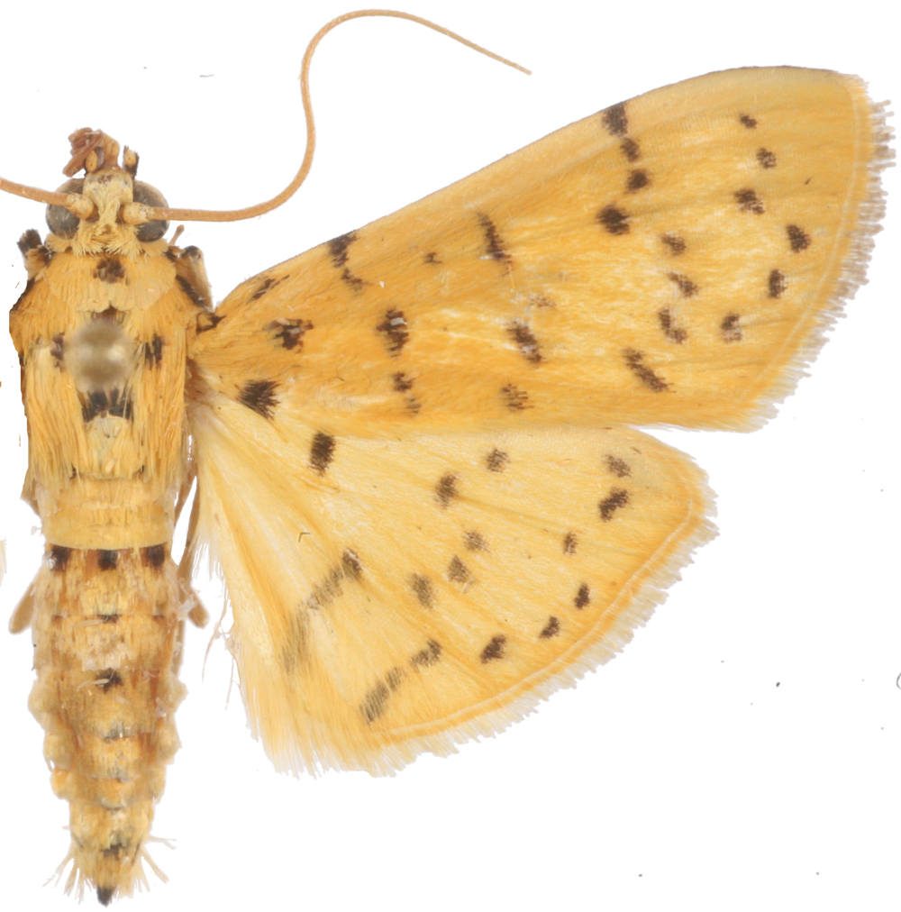 Conogethes evaxalis Walker