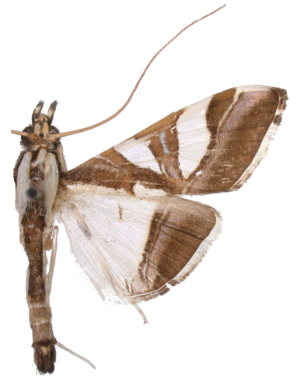 Agrioglypta excelsalis Walker